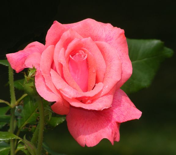 Cinnamon Dolce photo cd2014_07300033_zpsf1b32818.jpg